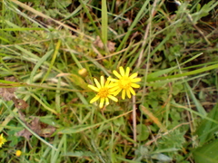 Senecio pinnatus