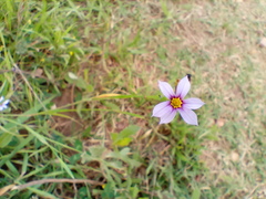 Sisyrinchium chilense