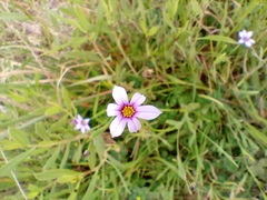 Sisyrinchium chilense