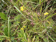 Senecio pinnatus