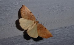 Sestra humeraria
