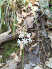 Tiarella