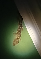 Gekko gecko