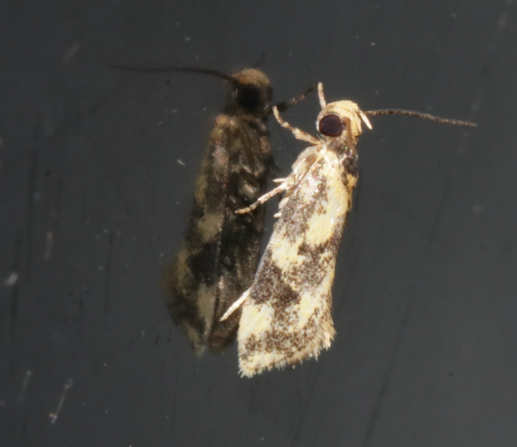 Cryptolechiinae