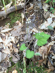 Tiarella