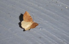 Sestra humeraria
