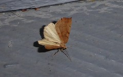Sestra humeraria