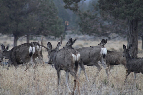 Mule Deer photographed in Oregon