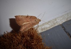 Sestra humeraria