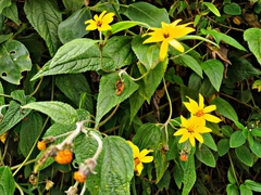 Hymenostephium quitensis