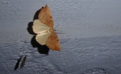 Sestra humeraria