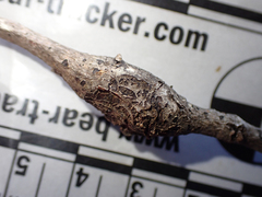Dryocosmus asymmetricus