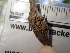 Dryocosmus asymmetricus