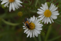 Chauliognathus basalis