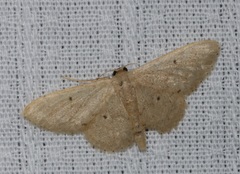 Idaea ptyonopoda