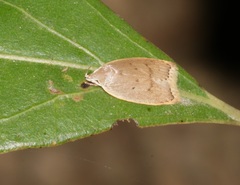 Scythropiodes