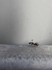 Camponotus aeneopilosus