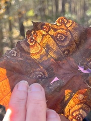 Cristulariella