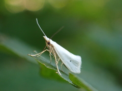 Eucalantica polita