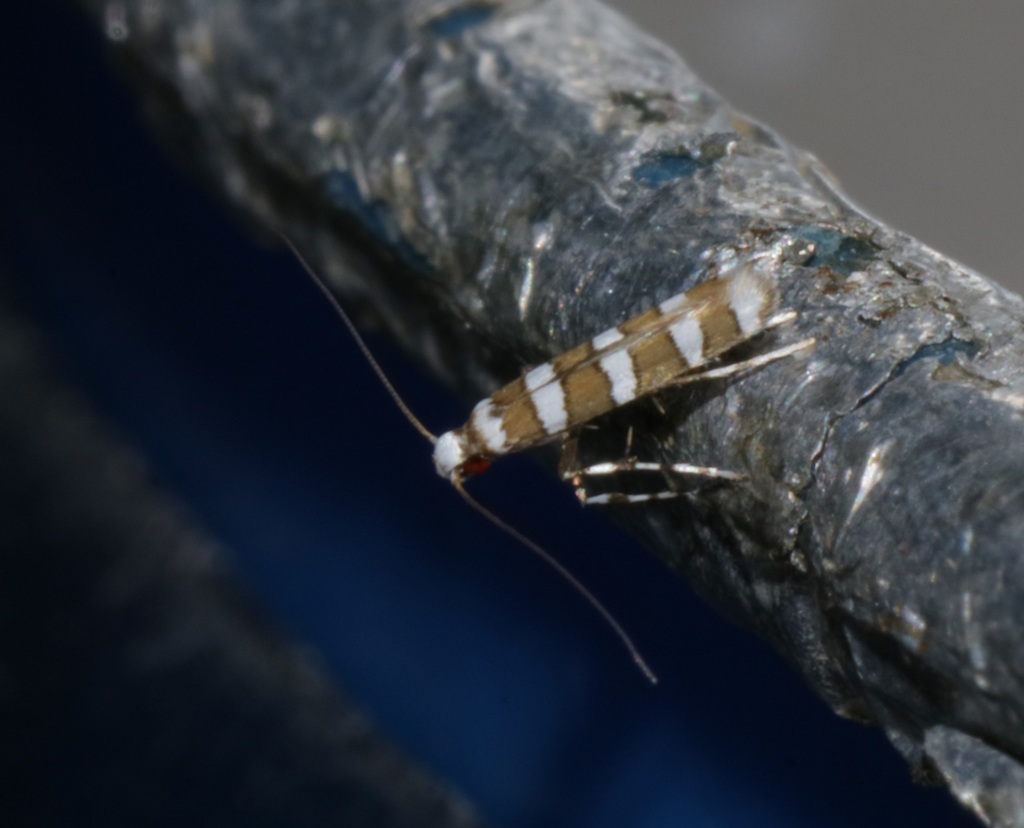 Telamoptilia