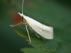 Eucalantica polita
