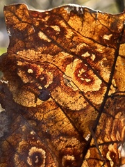Cristulariella