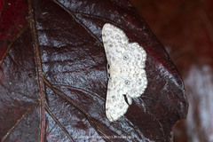Scopula fibulata