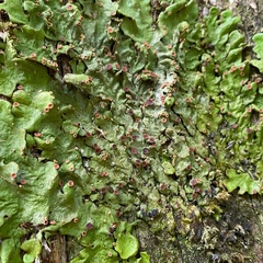 Ricasolia quercizans