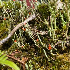 Ricasolia quercizans