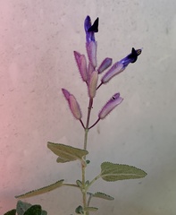 Salvia semiatrata