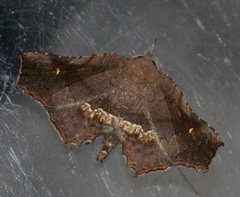 Throana pectinifer