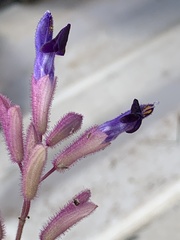 Salvia semiatrata