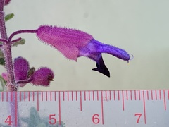 Salvia semiatrata