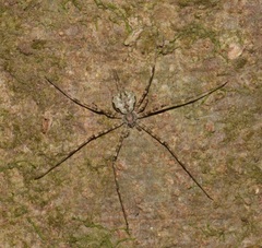 Hersilia albomaculata