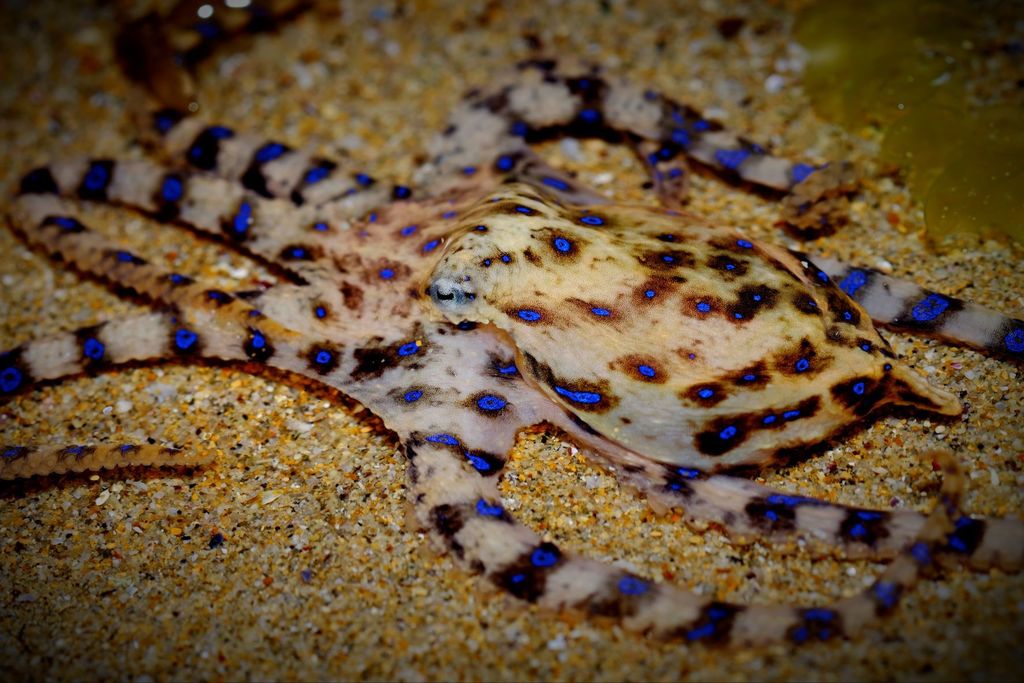 Southern blue-ringed octopus spread on sand at night in Victoria, Australia