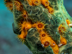 Parazoanthus swiftii