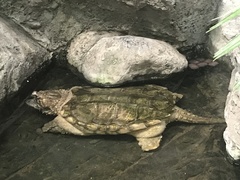 Macrochelys