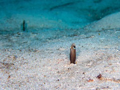 Garden eel