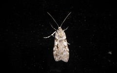 Scoparia halopis