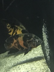 Astronotus