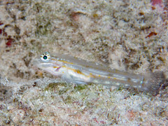 Coryphopterus venezuelae