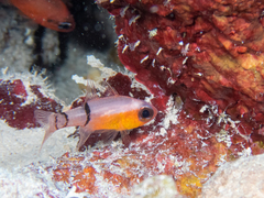 Apogon townsendi
