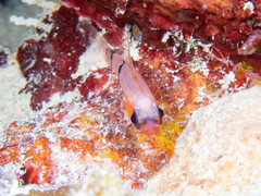 Apogon townsendi