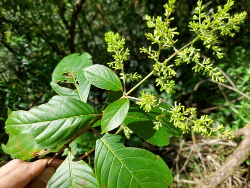 Wendlandia speciosa