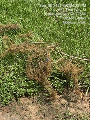 Erythemis simplicicollis