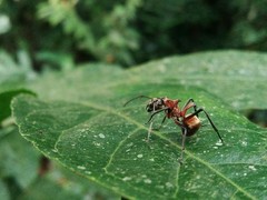 Polyrhachis bihamata