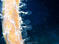 Nemalecium lighti