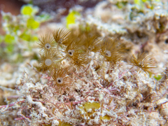 Myrionema amboinense