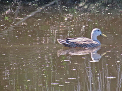 Anas fulvigula image