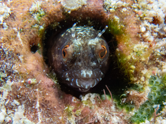 Emblemaria pandionis